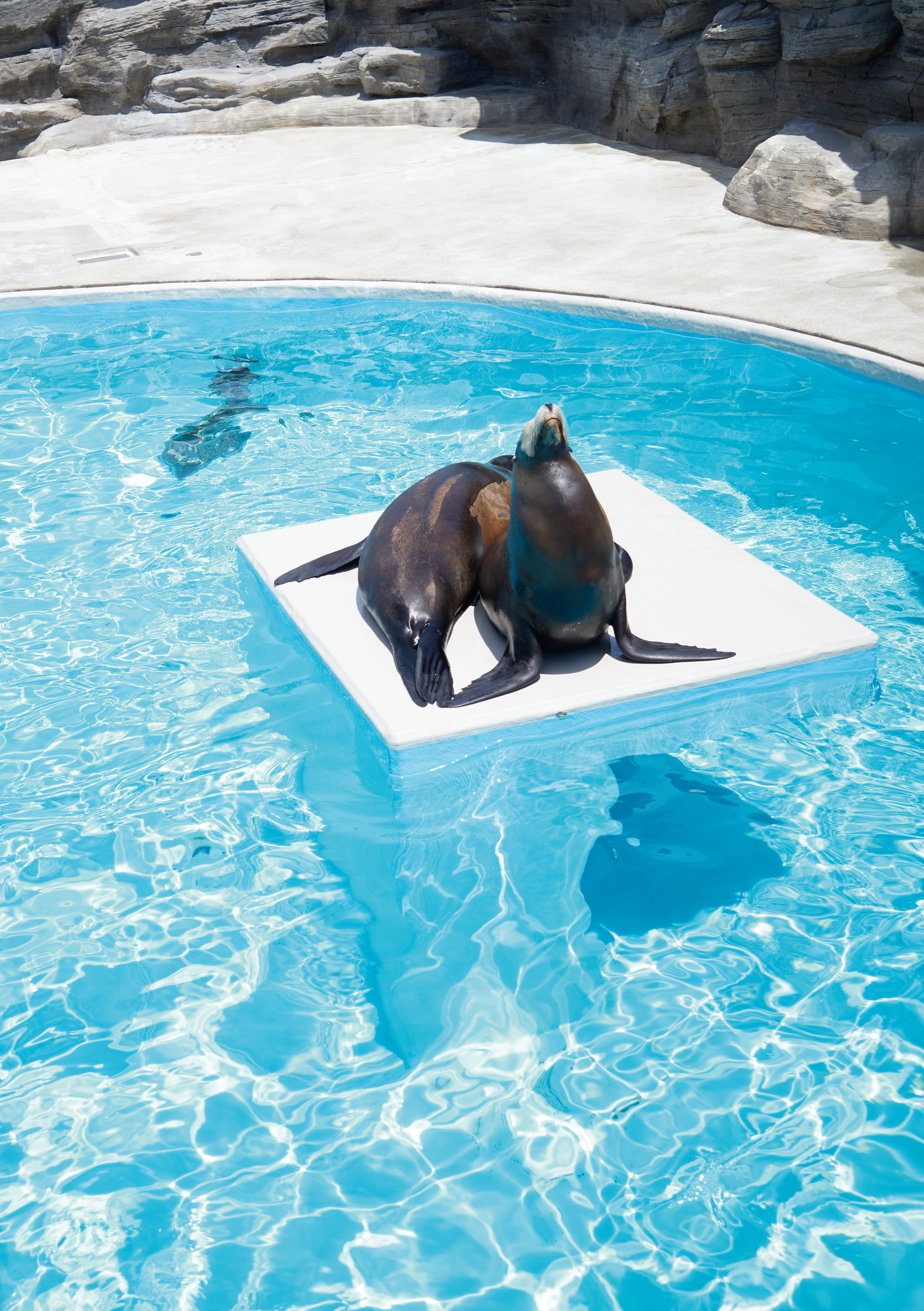 neoコーキョー2の裏表紙画像